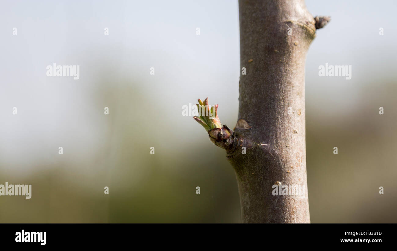 Bud burst New emergent Spring time leaf growth on a sapling tree in a