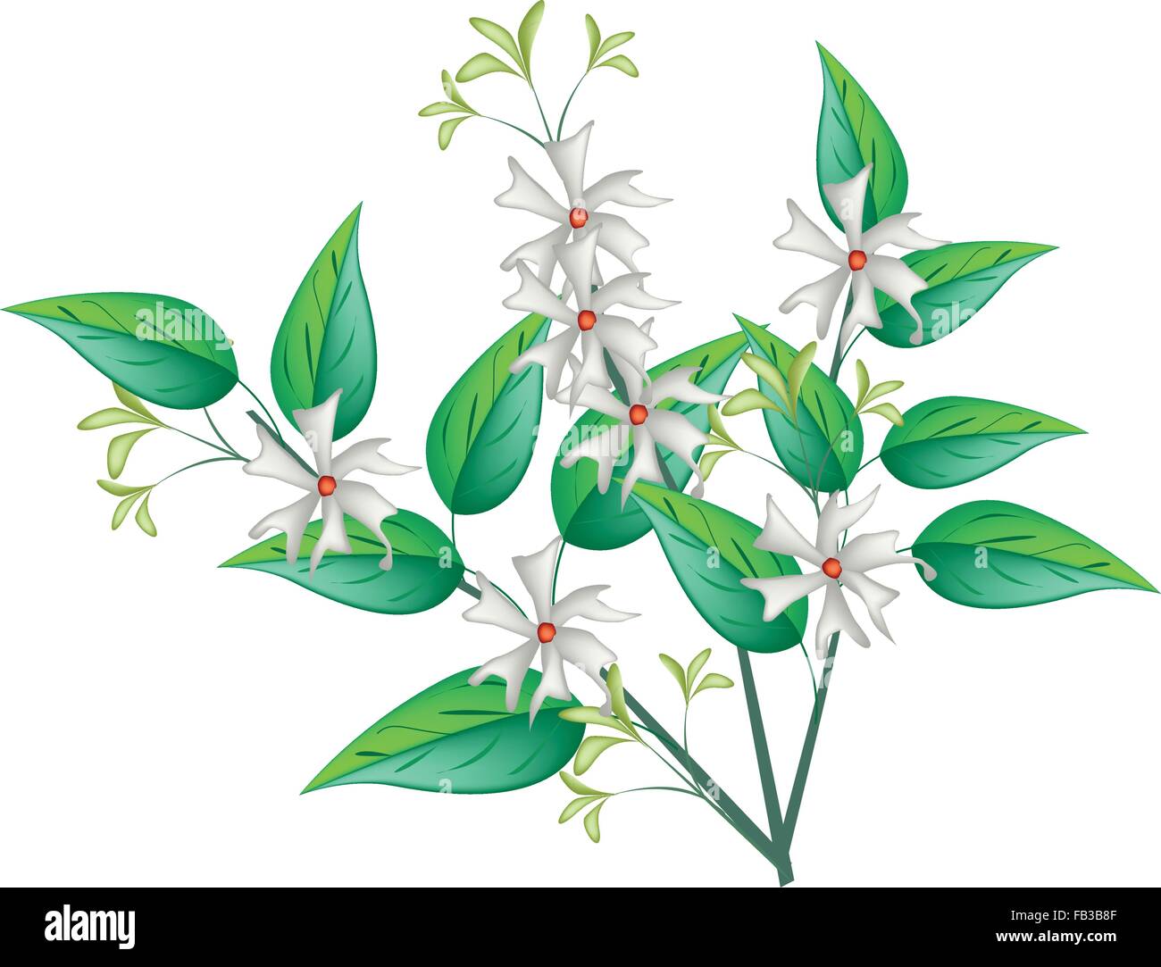 Beautiful Flower, Bunch of White Tuberose Flowers or Night Blooming Jasmine with Green Leaves Isolated on White Background. Stock Vector