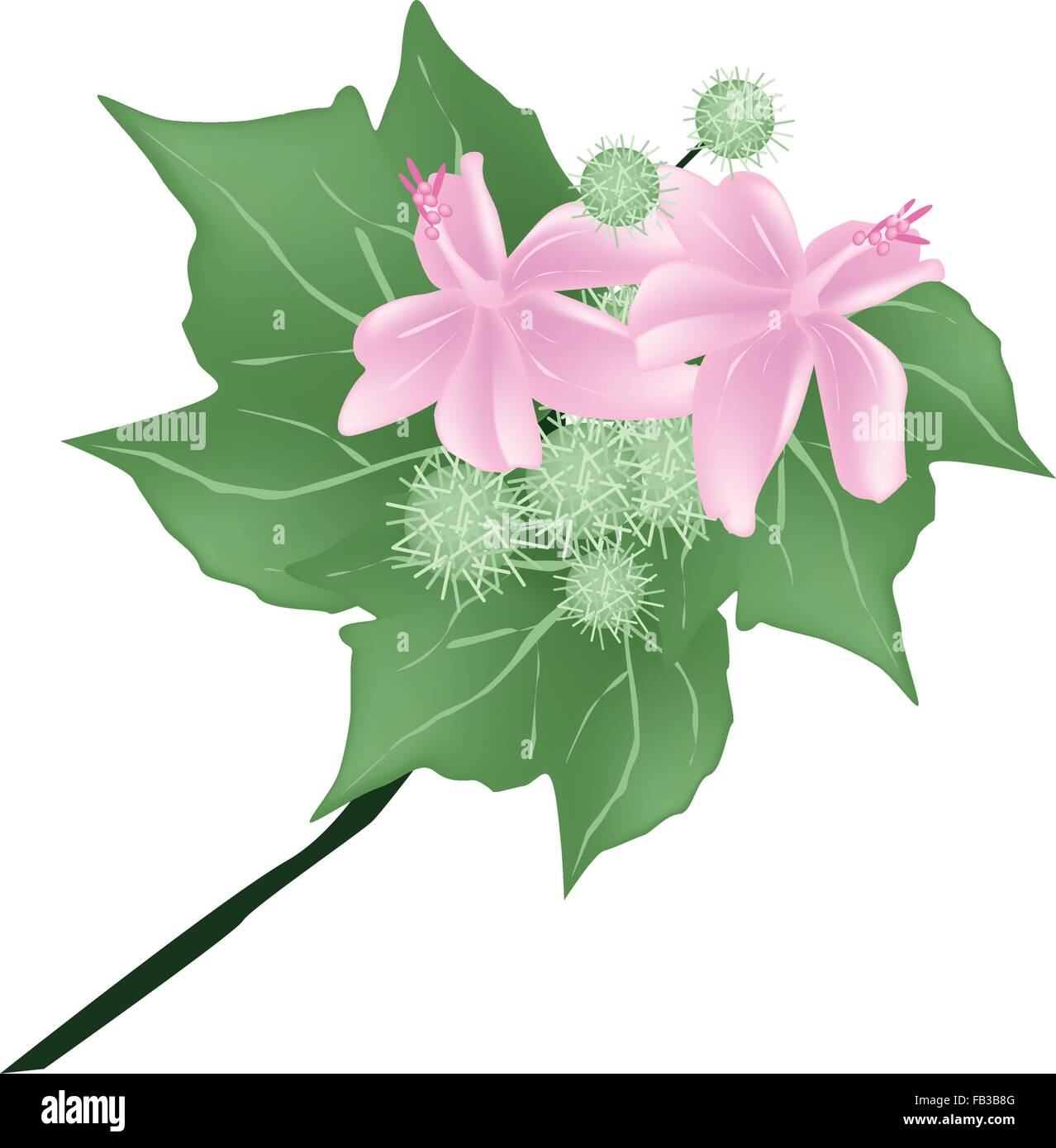 Flower, Illustration of Fresh Pink Urena Lobata Flowers and  Fruit with Green Leaves on A Branch. Stock Vector