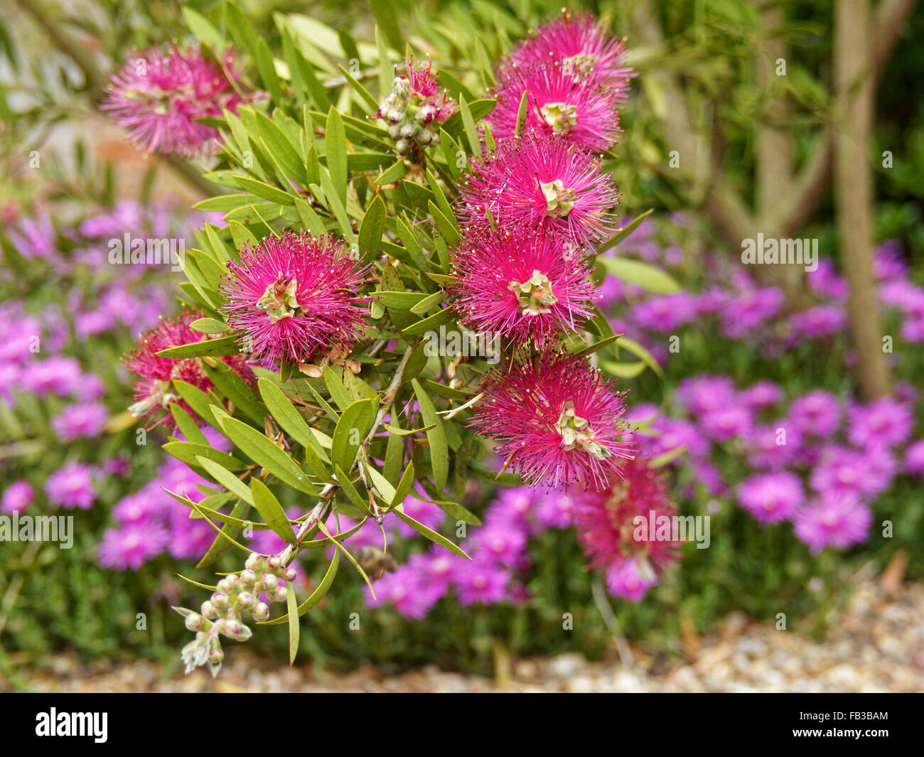 Callistemon flowers Stock Photo