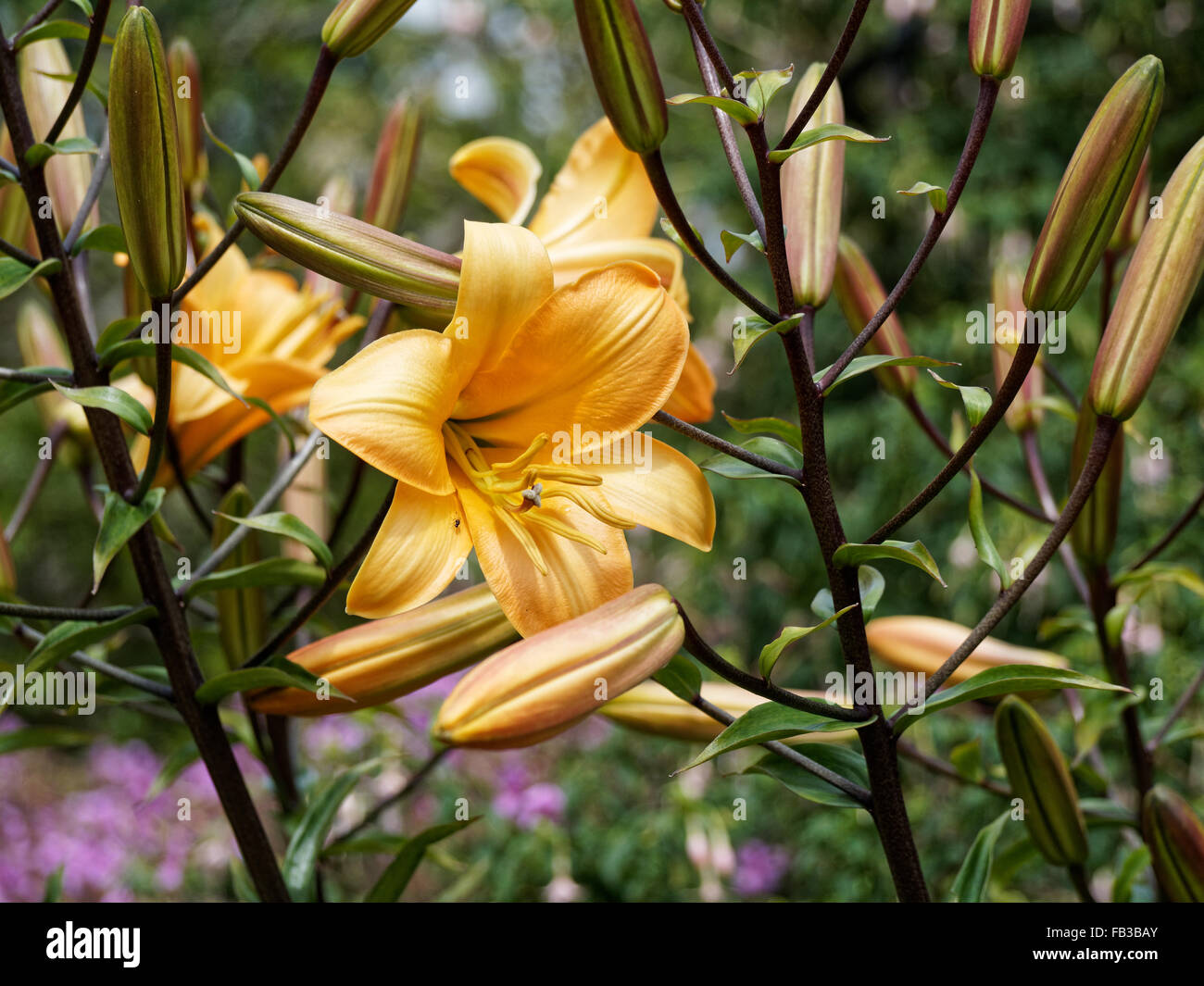Asiatic Lily flowers Stock Photo Alamy