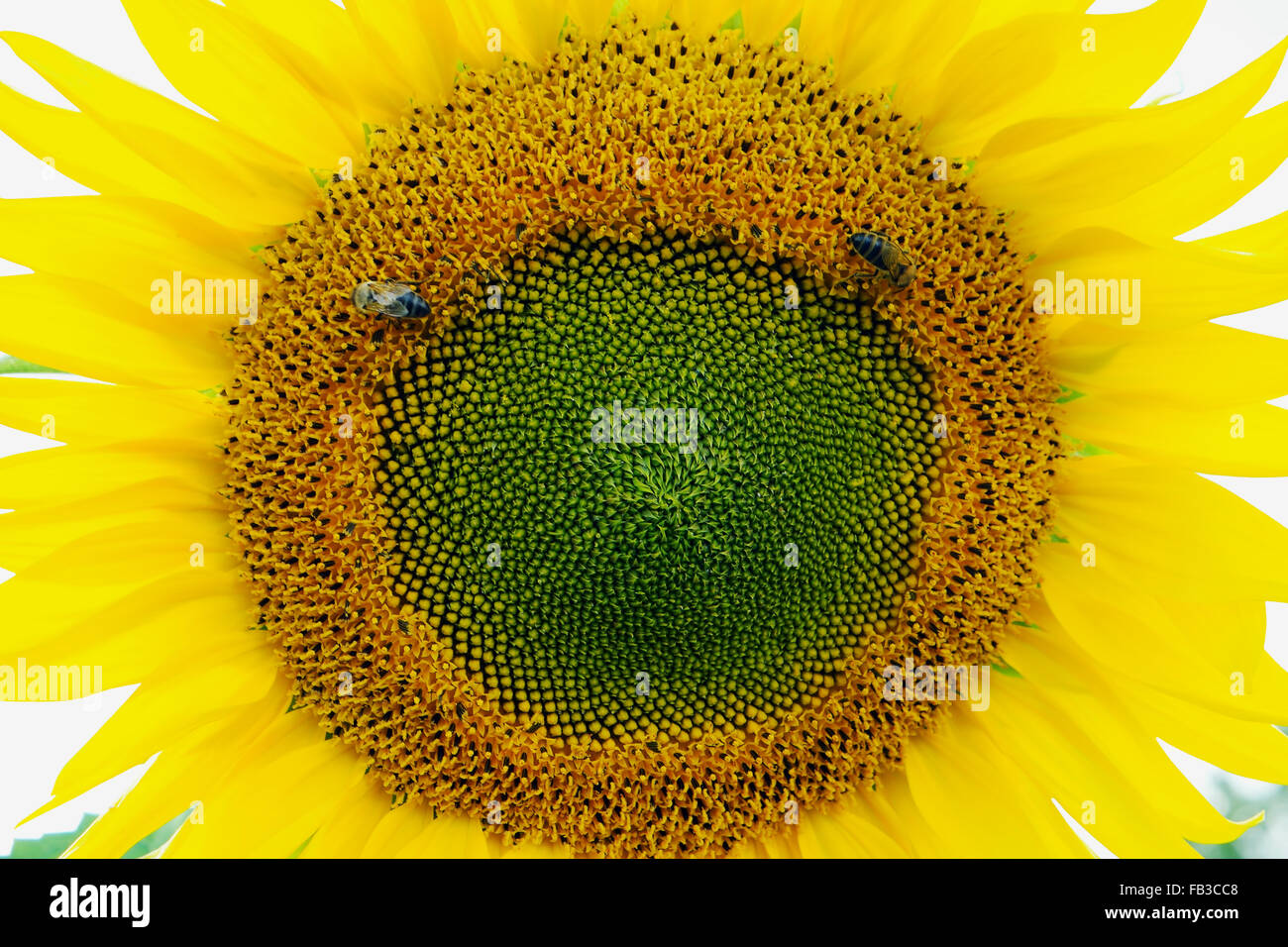 Two bees collect pollen on flowers of sunflower Stock Photo