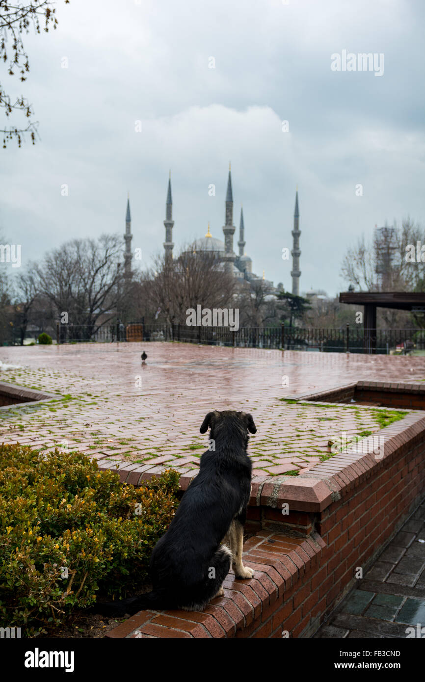Dog at Sultan Ahmet square in Istanbul Stock Photo Alamy