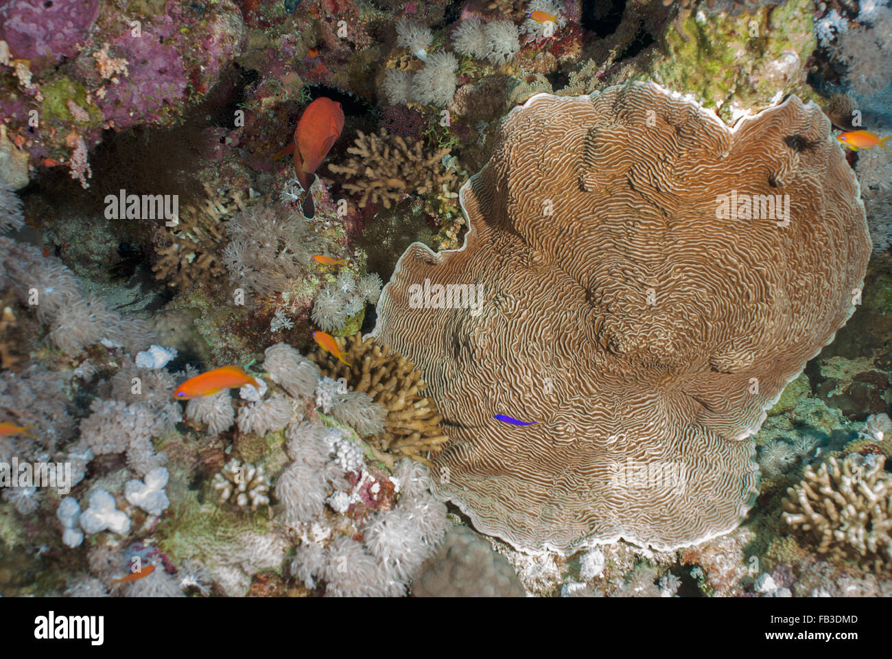 Ringed plate corals ,Pachyseris speciosa, Agariciidae, Sharm el-Sheikh, red Sea, Egypt Stock Photo