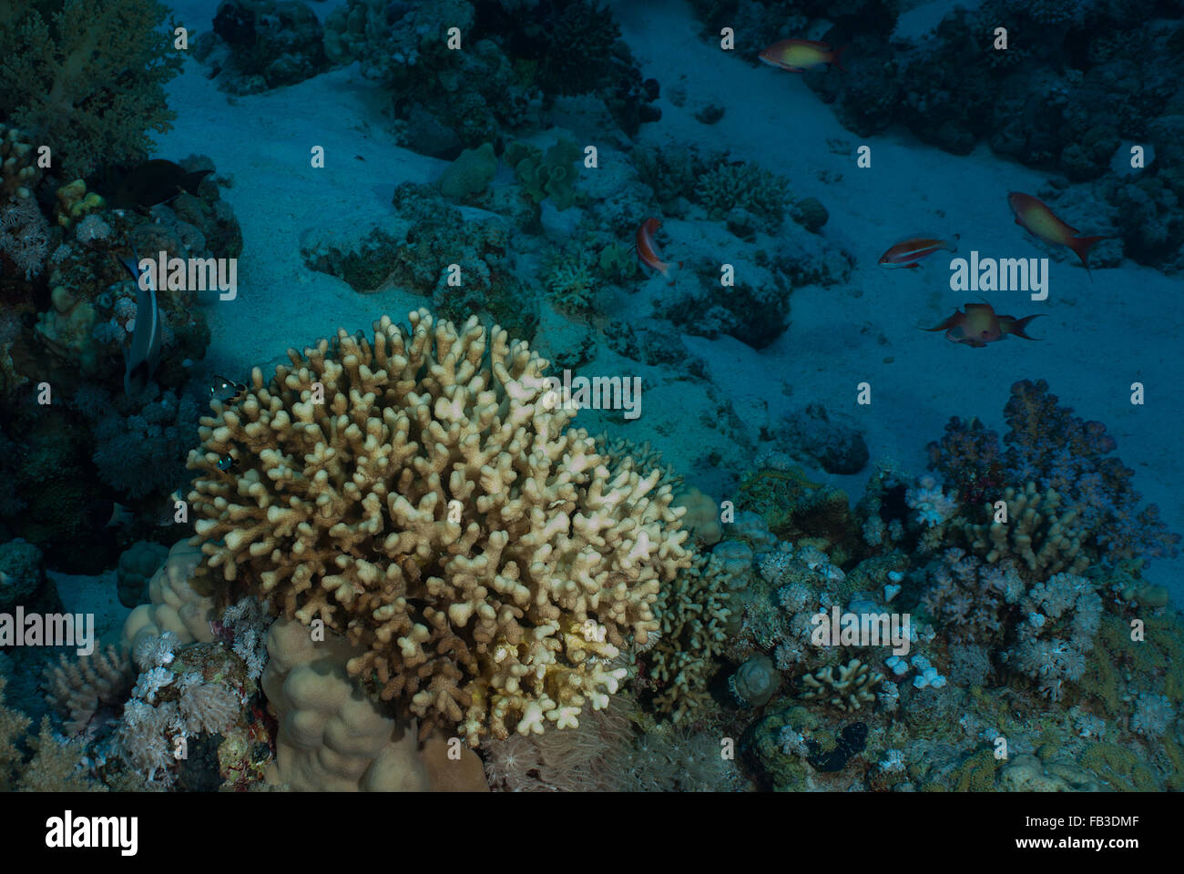 Montipora digitata, Acroporidae, Sharm el Sheikh, Red Sea, Egypt Stock Photo