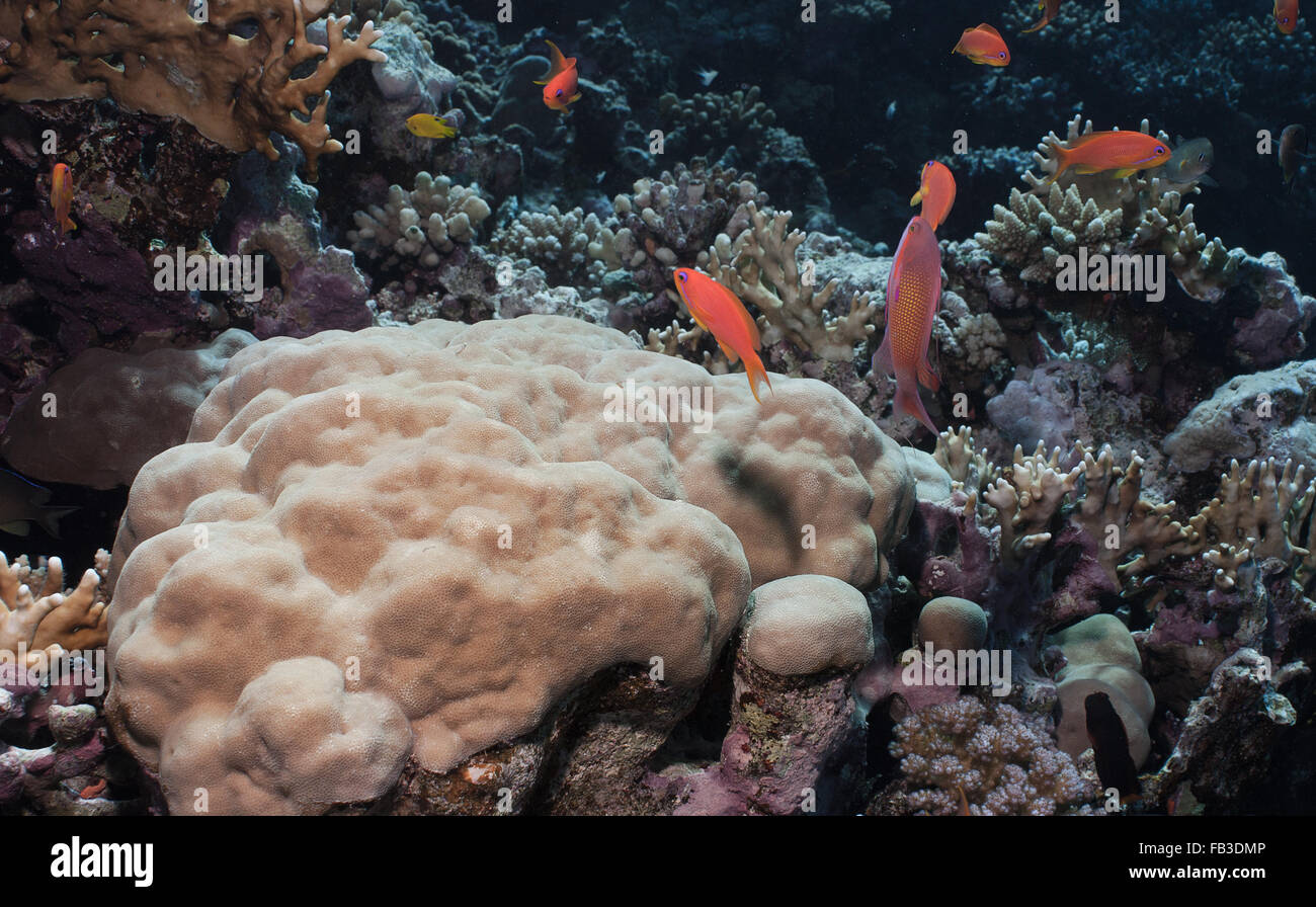 Boulder Coral, Porites lobata, Poritidae, Sharm el Sheikh, Red Sea, Egypt Stock Photo