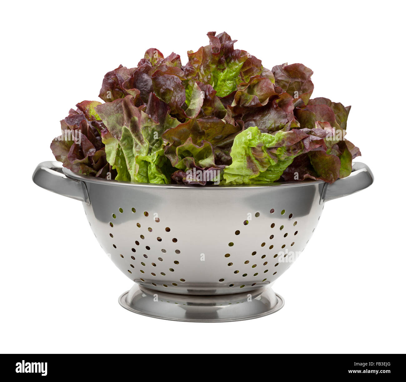 Fresh Red Leaf Lettuce in a Stainless Steel Colander Stock Photo
