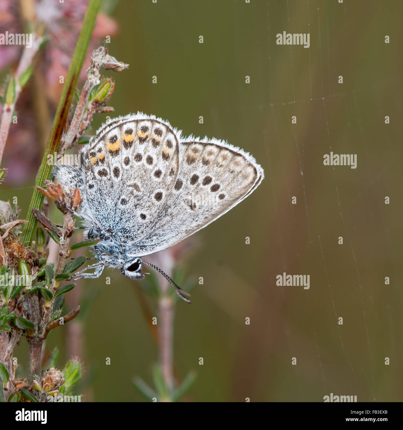 Silver-studded blue (Plebejus argus) butterfly with underside visible. A butterfly in the family Lycaenidae, with underside Stock Photo