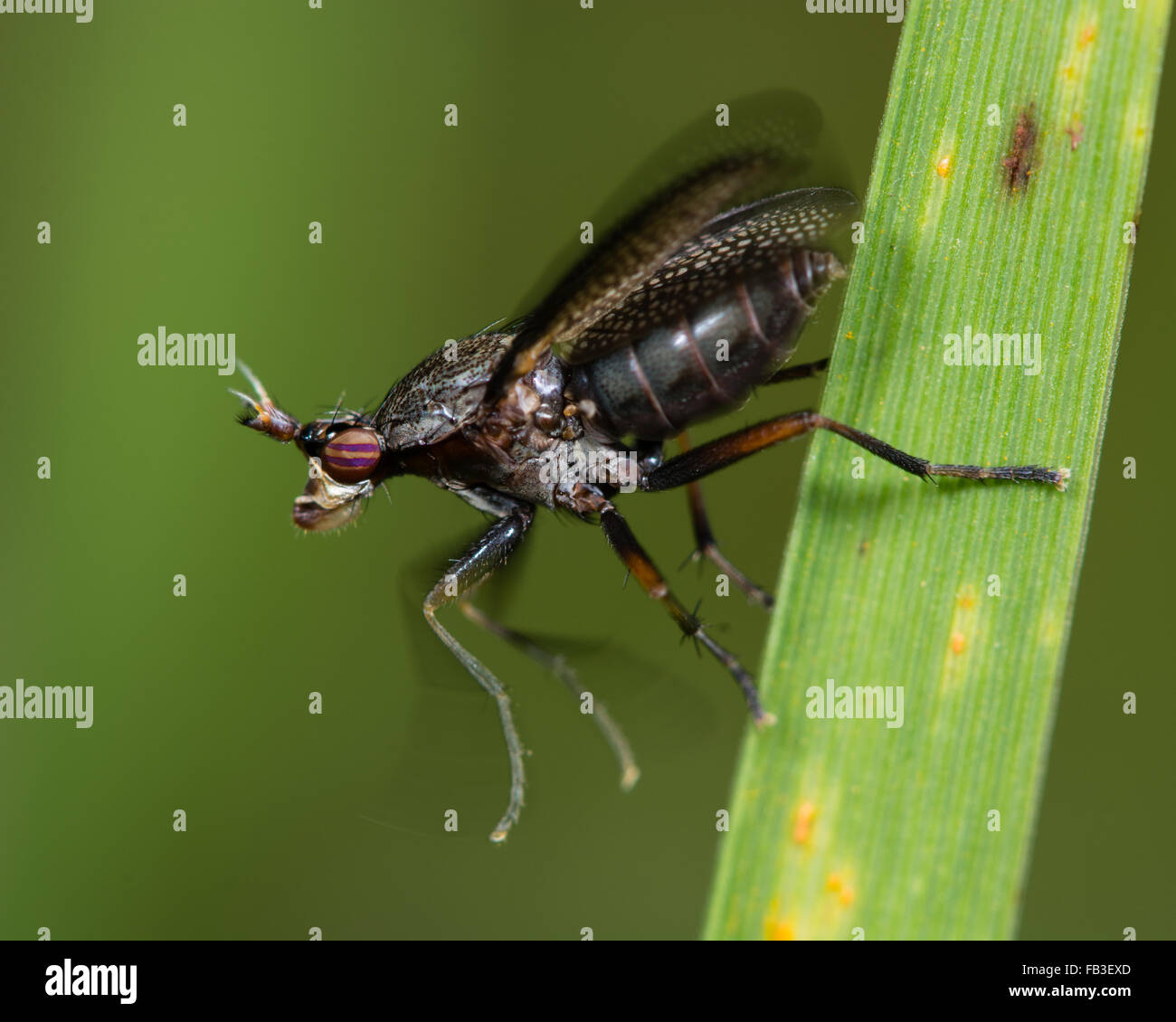 Marsh fly Coremacera marginata at moment of take off. A fly in the family Sciomyzidae with iridescent striped eyes Stock Photo