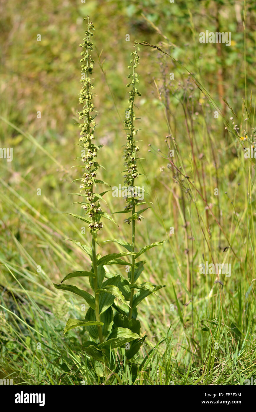 Broad-leaved helleborine (Epipactis helleborine) plant in flower. A plant in the orchid family growing wild Stock Photo
