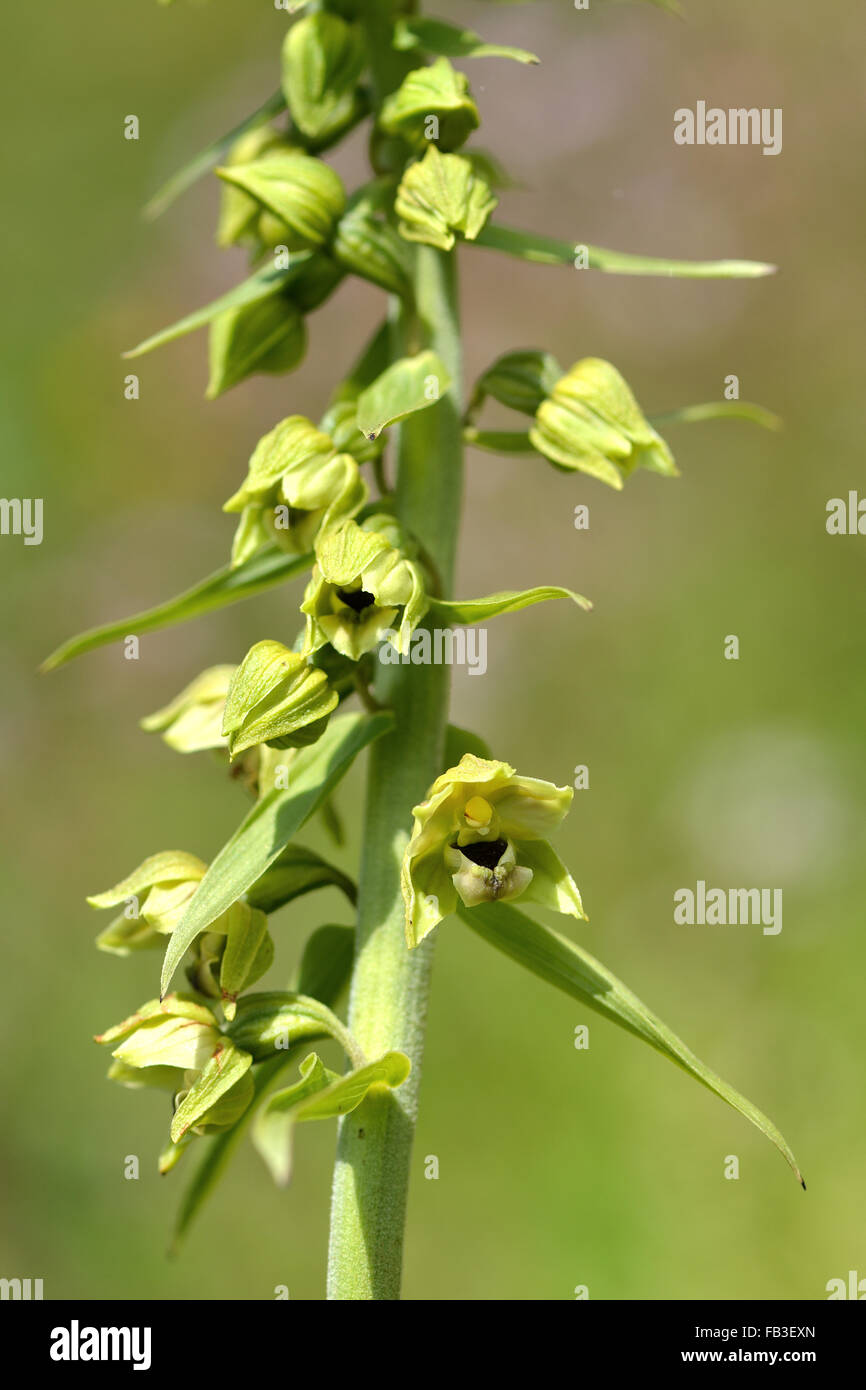Broad-leaved helleborine (Epipactis helleborine) flower stem. A plant in the orchid family in flower Stock Photo
