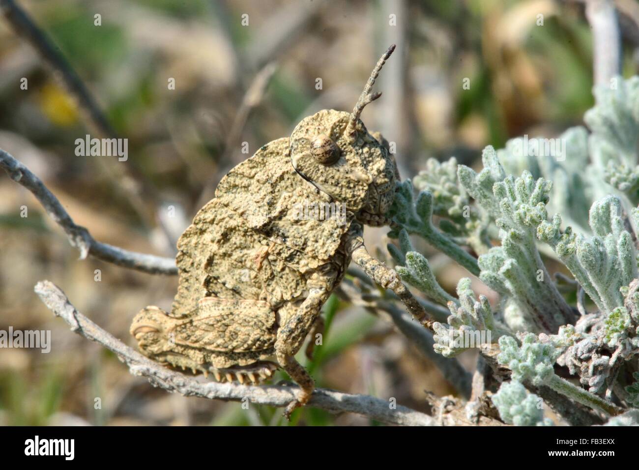 Cryptic grasshopper on low vegetation on Azerbaijani hills. A camouflaged member of the order Orthoptera Stock Photo