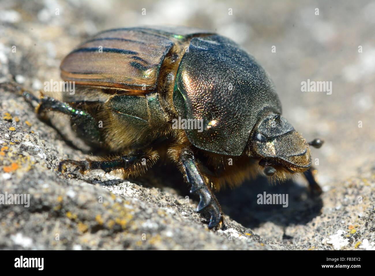 Onitis humerosum, a large scarab beetle. A uncertain identification of this Scarab beetle in the family Scarabaeidae, on hills Stock Photo
