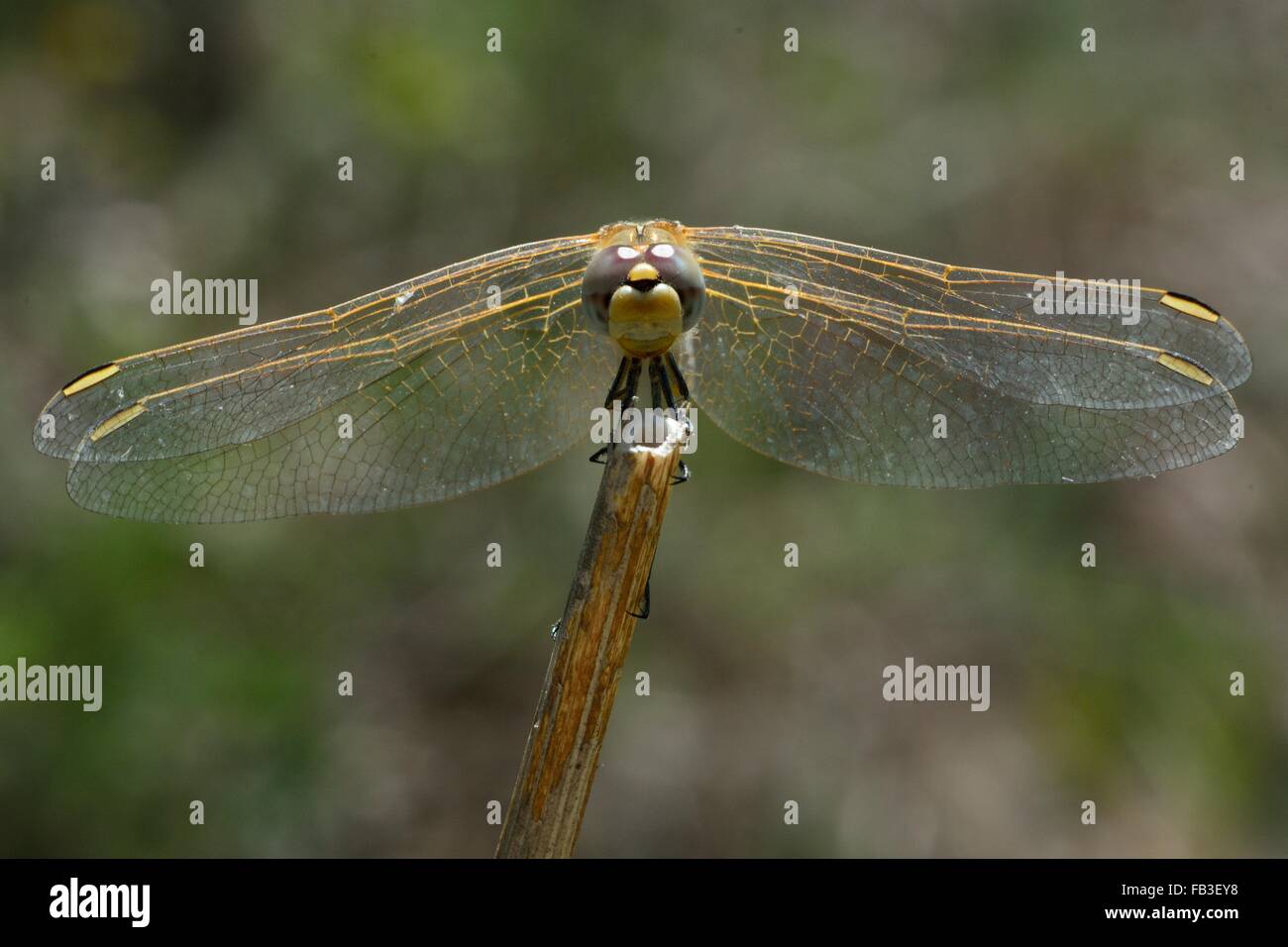 Red-veined darter (Sympetrum fonscolombii) head-on. A dragonfly in the family Libellulidae in Baku Botanic Garden, Azerbaijan Stock Photo