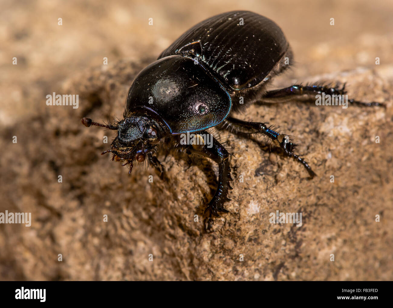 Dor beetle (Geotrupes stercorarius) showing iridescent violet colour. A large dung beetle in the family Geotrupidae Stock Photo