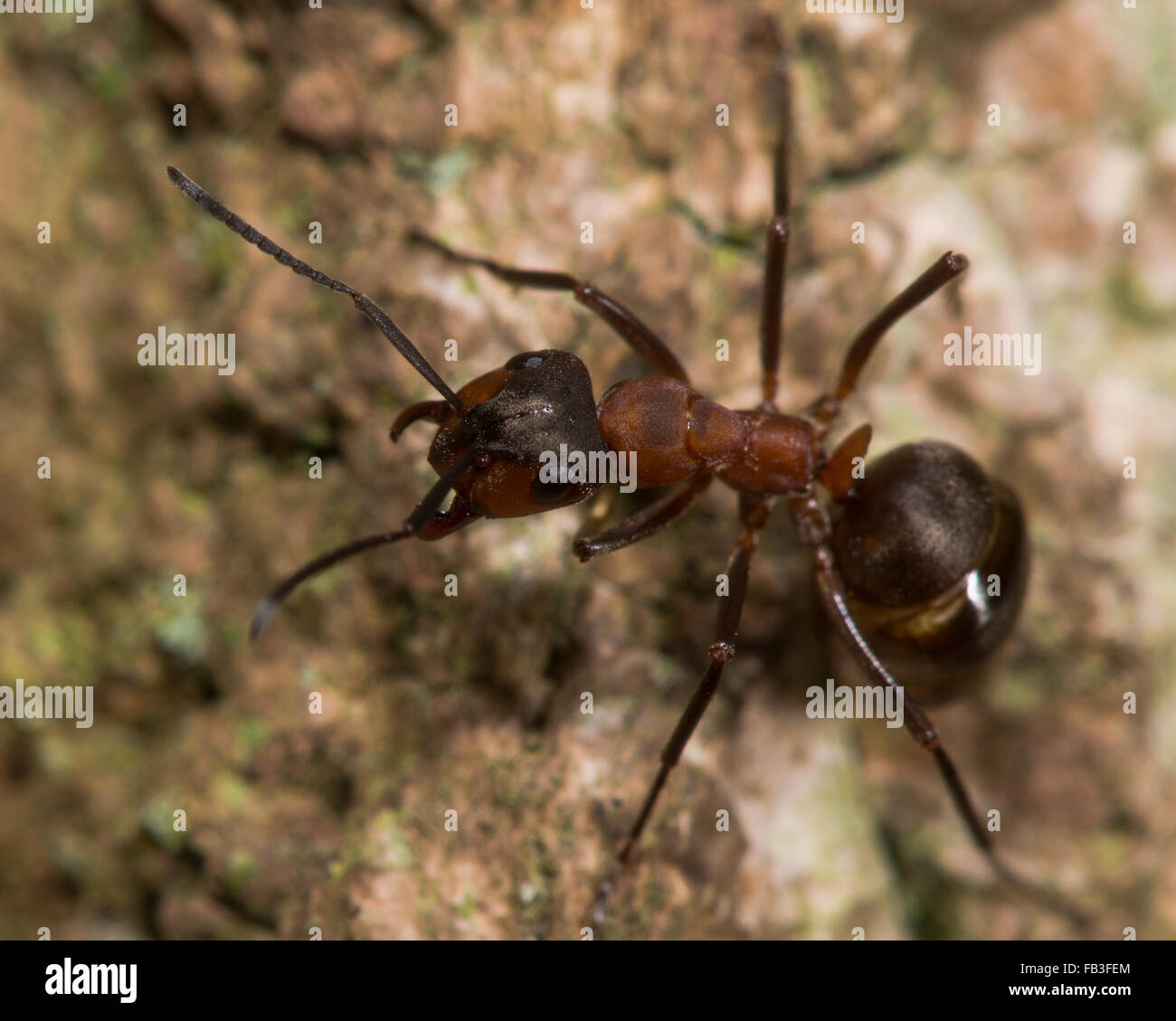 Southern wood ant (Formica rufa). A large ant adopting a defensive posture on a tree in an English woodland Stock Photo