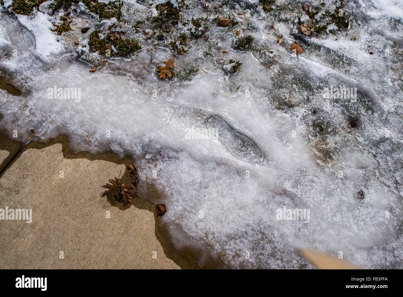 Layer of ice on sidewalk with trapped leaves Stock Photo
