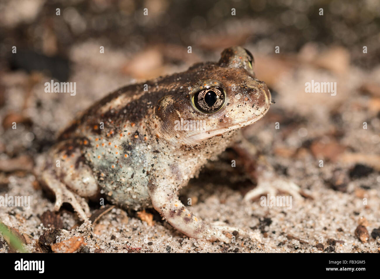 Eastern spadefoot - Scaphiopus holbrookii Stock Photo