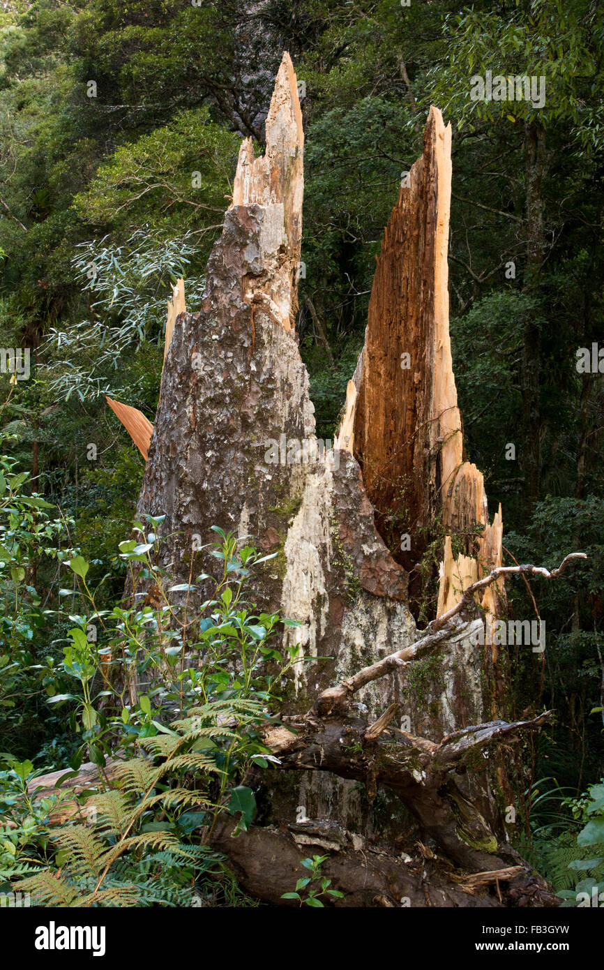 In 2013 another impressive Kauri tree in Omahuta Forest was fallen, only its slivered trunk remained. Stock Photo