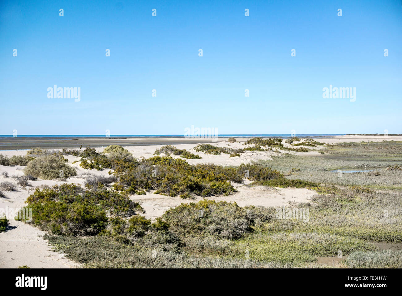 beautiful subtle colors of Sonora desert vegetation as it mingles with dunes beach at Laguna shores Puerto Penasco Stock Photo