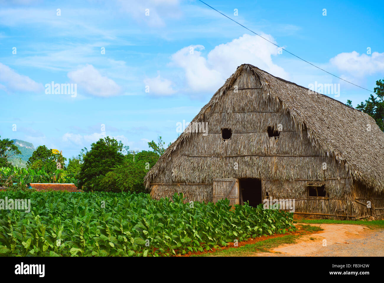 Tobacco Drying House, and Tobacco growing, Valle de Vinales, Pinar del Rio, Cuba Stock Photo