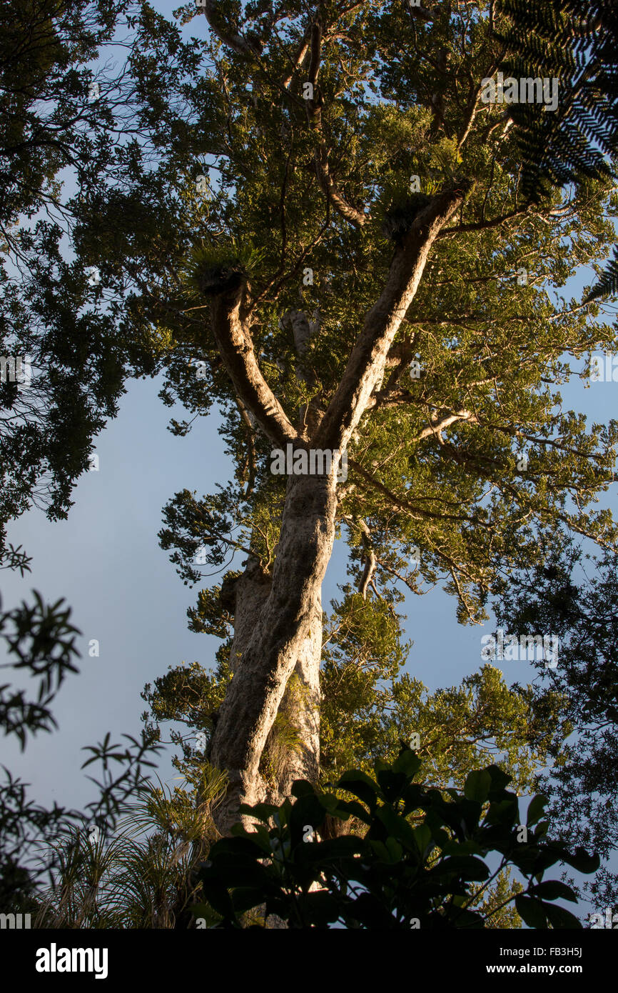 Omahuta Forest is one of the most impressive remaining Kauri forest in New Zealand. There stands the sixth largest Kauri tree. Stock Photo