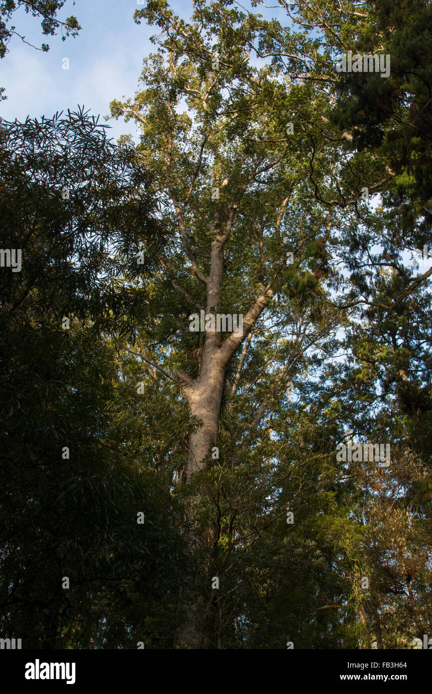 Omahuta Forest is one of the most impressive remaining Kauri forests in New Zealand. Stock Photo