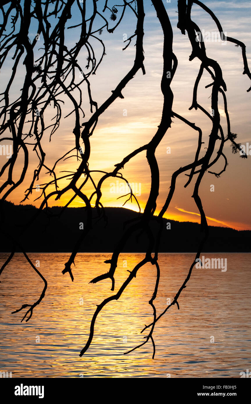 The hanging branches of a tree are silhouetted against the setting sun ...