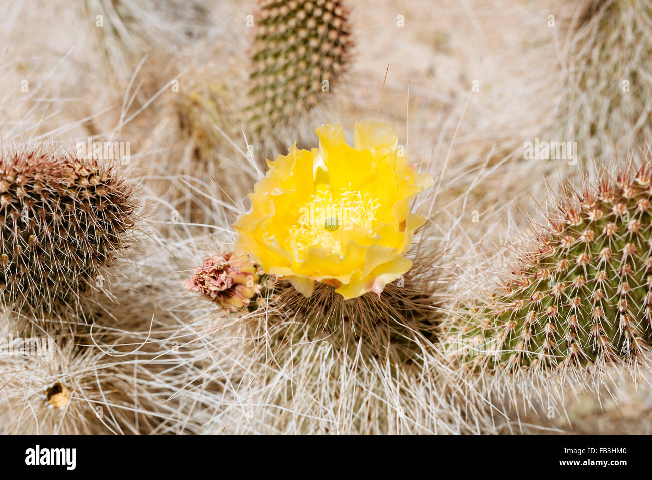 Blooming cactus near Joshua Tree National Park, California Stock Photo