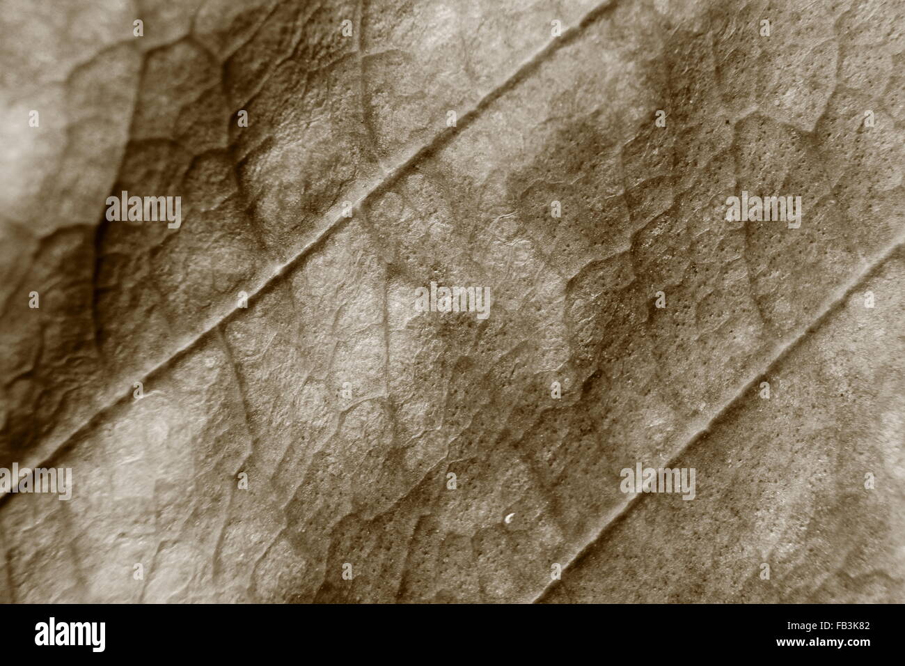 sepia tone blurry macro background of dry leaf, focus on center of the image, close-up to leaf vein. Stock Photo