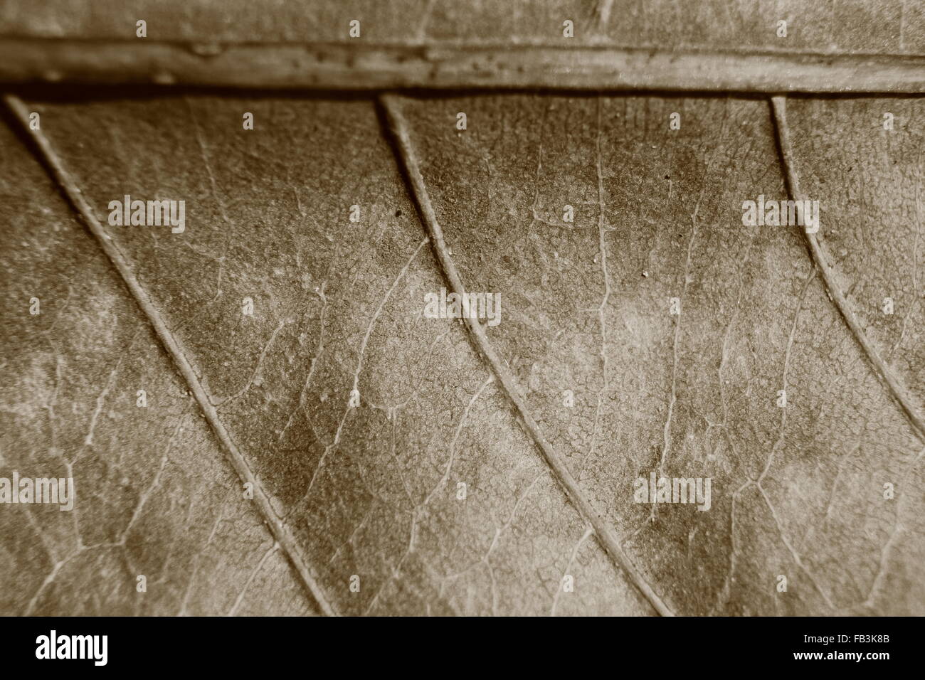 sepia tone blurry macro background of dry leaf, focus on center of the image, close-up to leaf vein. Stock Photo