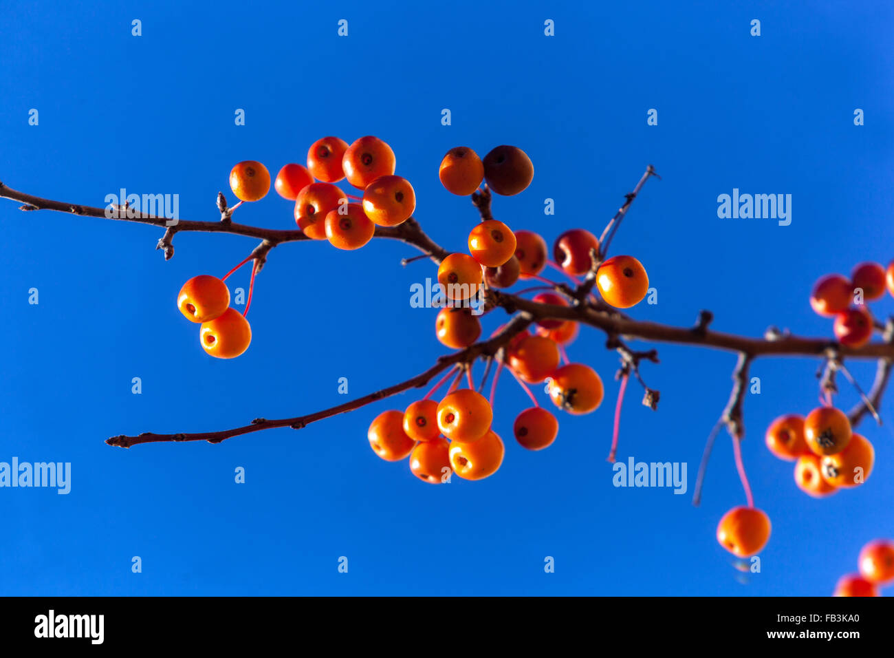 Malus zumi ‘Professor Sprenger’, Crab Apple. Ripe fruit on leafless branches during the winter Stock Photo
