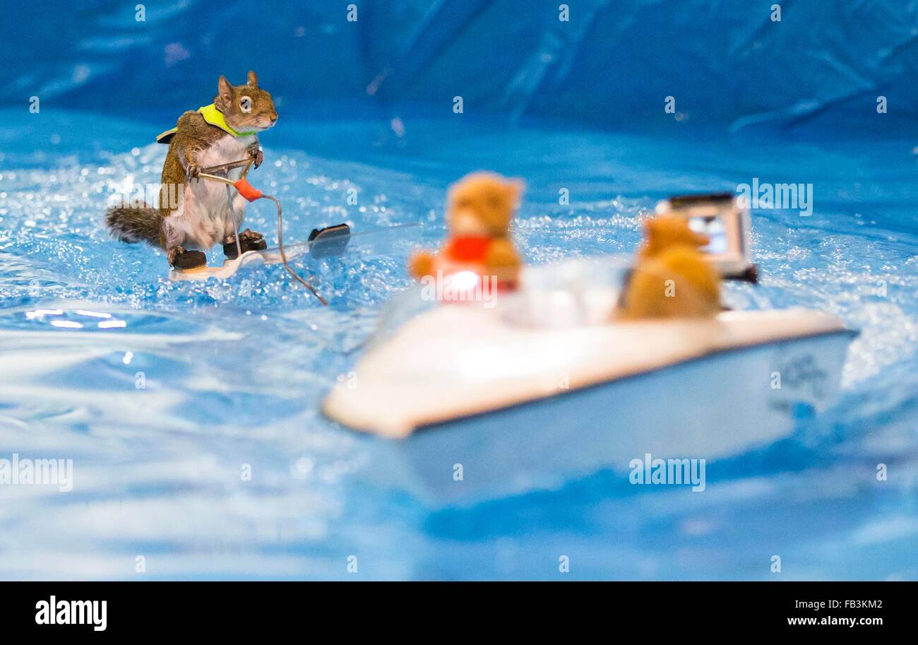 Toronto, Canada. 8th Jan, 2016. Twiggy the Waterskiing Squirrel performs during the 2016 Toronto International Boat Show at Exhibition Place in Toronto, Canada, Jan. 8, 2016. Credit:  Zou Zheng/Xinhua/Alamy Live News Stock Photo