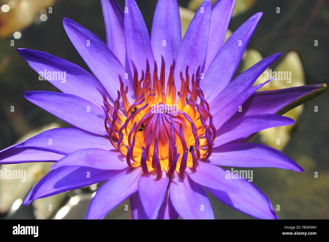 background of closeup beautiful purple water lily pollen in the garden ...