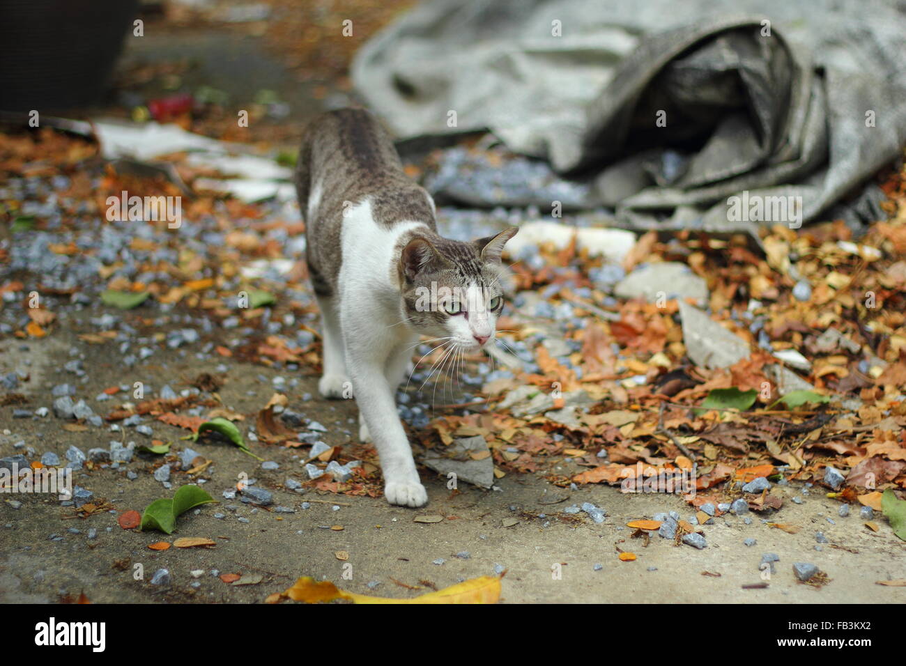 background of stray cat walking on concrete floor Stock Photo Alamy