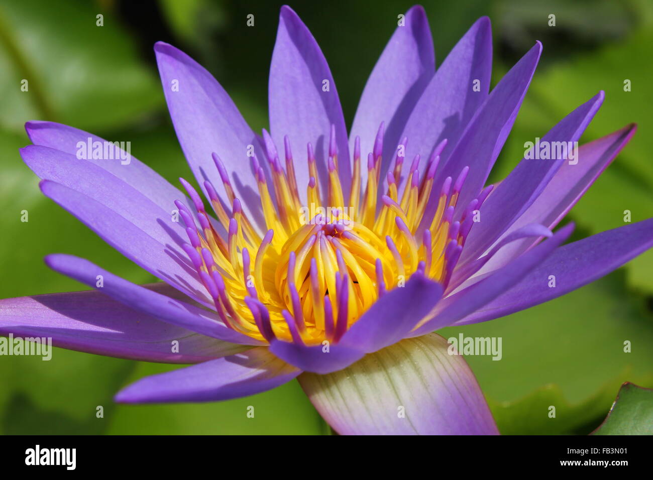 closeup beautiful purple water lily pollen in the garden Stock Photo ...