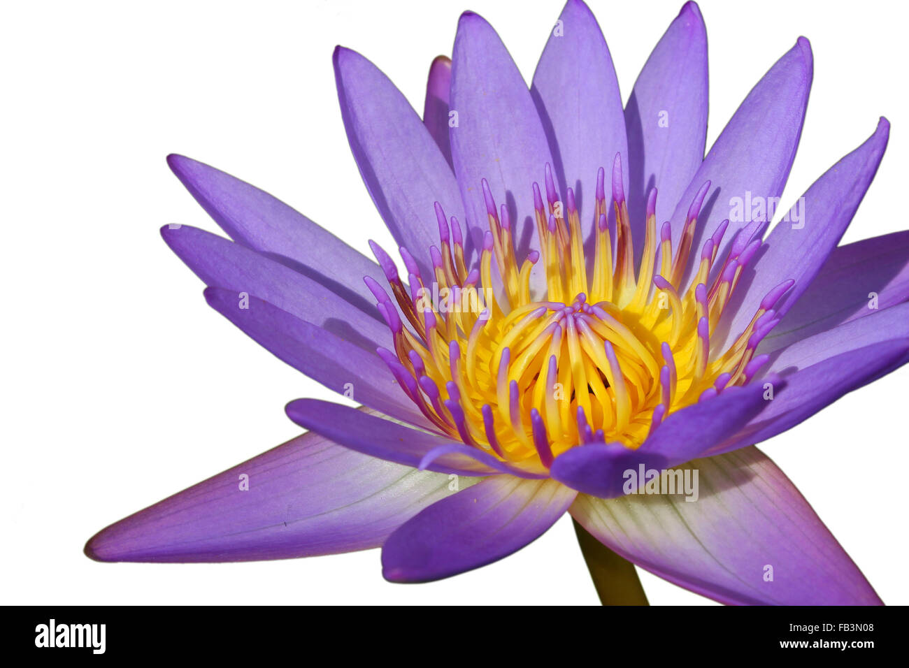 closeup beautiful purple water lily pollen isolated on white background ...
