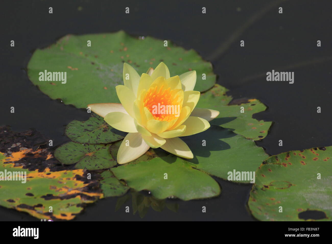 background of yellow water lily in the garden Stock Photo - Alamy