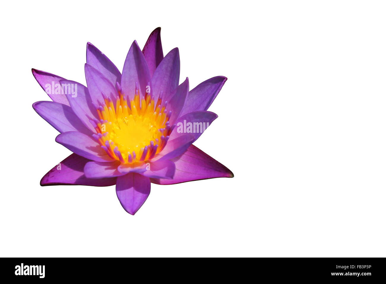 blooming purple water lily isolated on white background Stock Photo