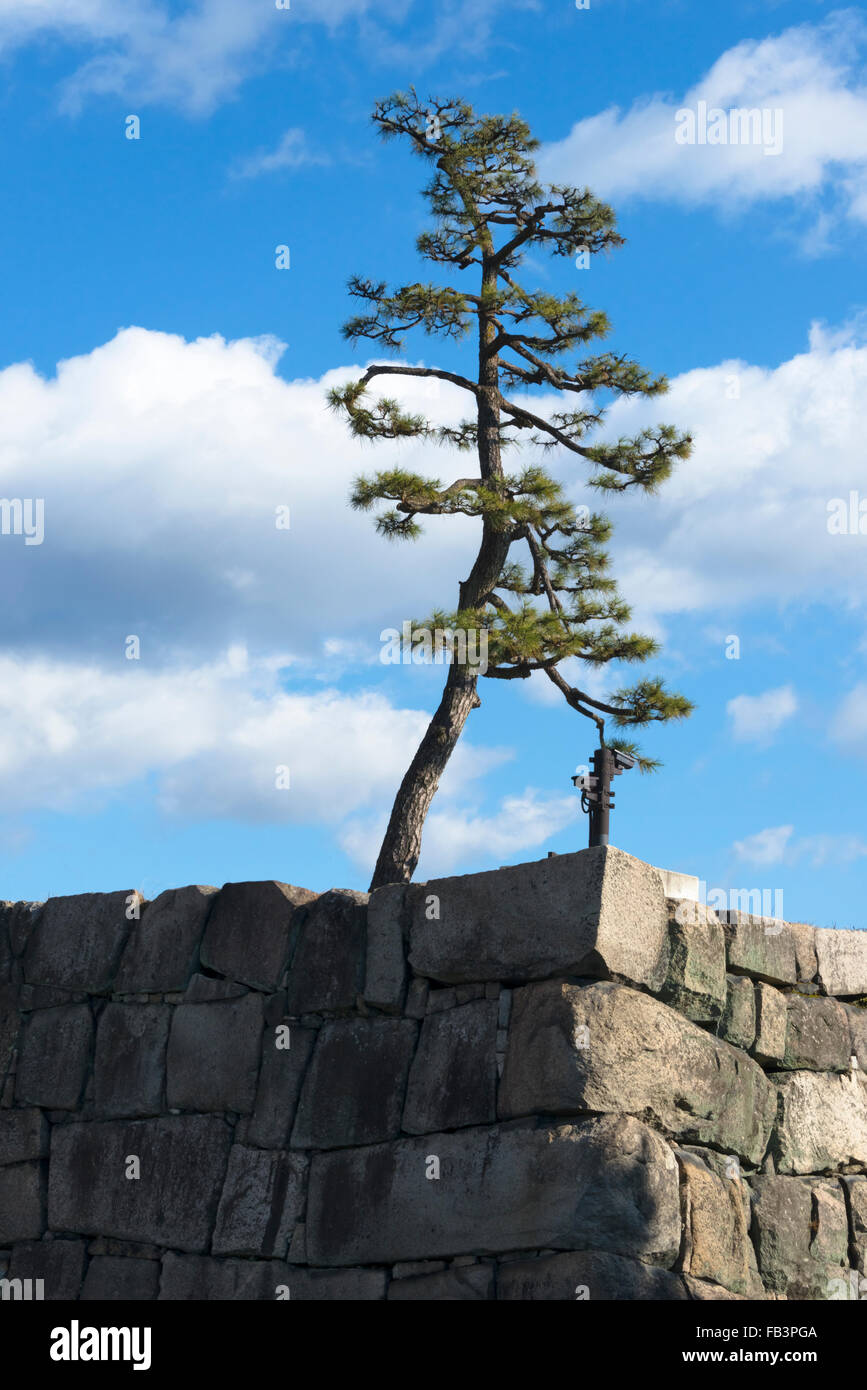 Pine tree with castle wall in Nijo Castle, Kyoto, Japan Stock Photo