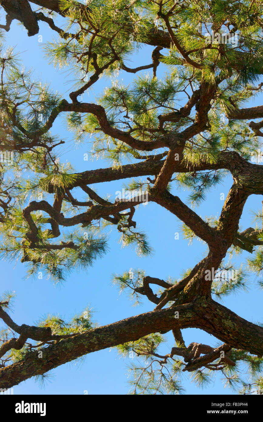 Pine tree, Kyoto, Japan Stock Photo