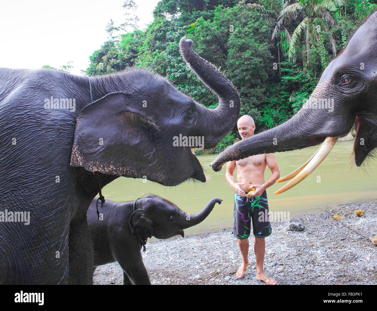 Man feeding elephants bananas Stock Photo