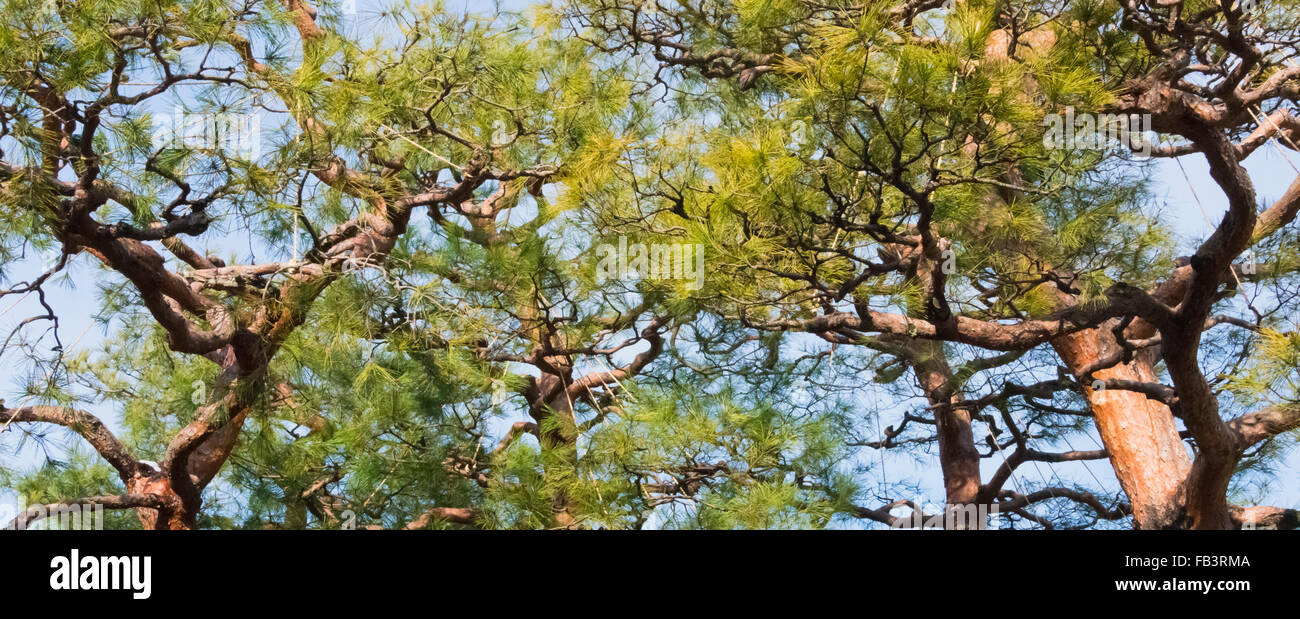 Pine trees, Kanazawa, Ishikawa Prefecture, Japan Stock Photo