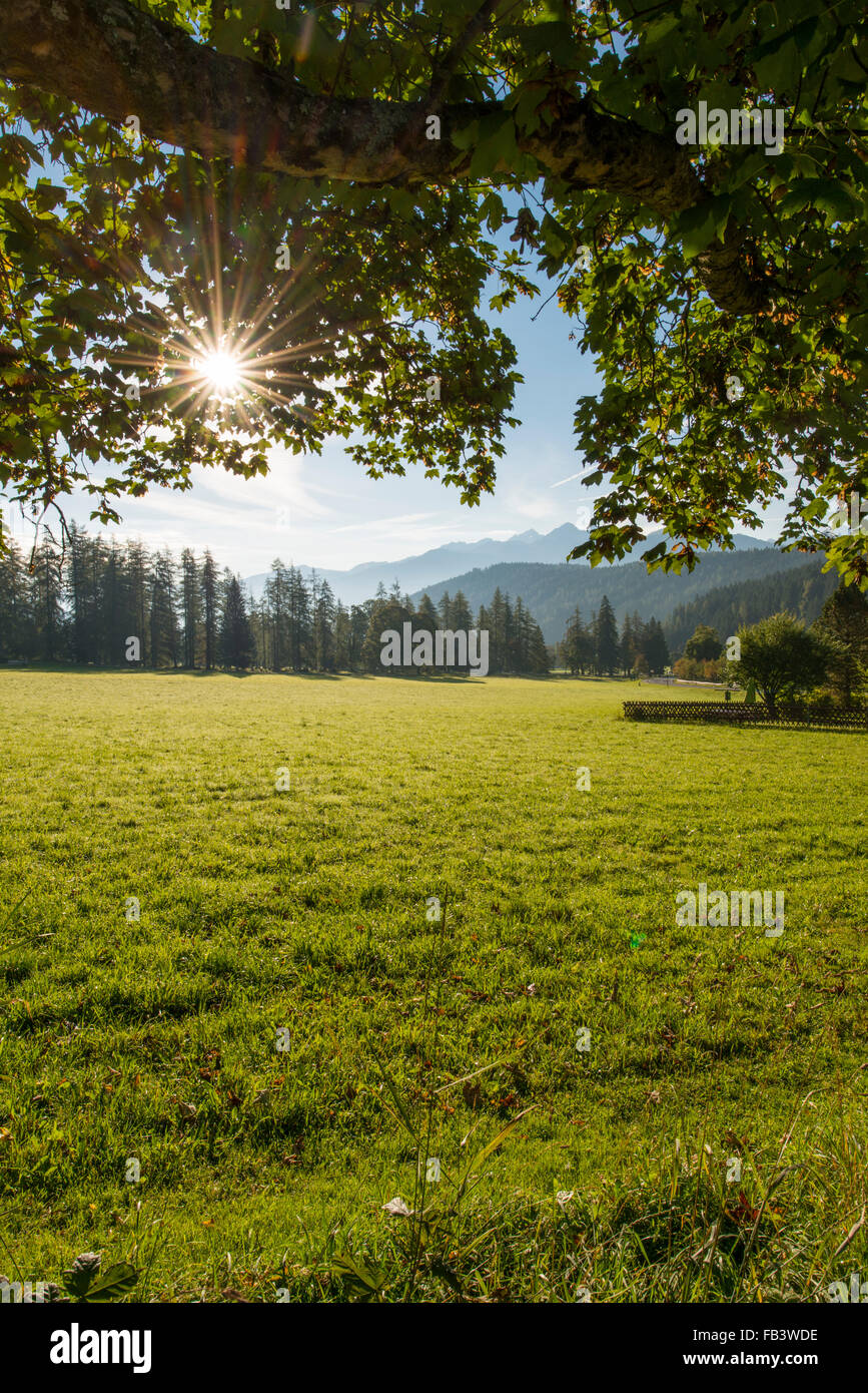 Valley of Ramsau, trees Acer pseudoplatanus, Styria, Austria, Ramsau Stock Photo