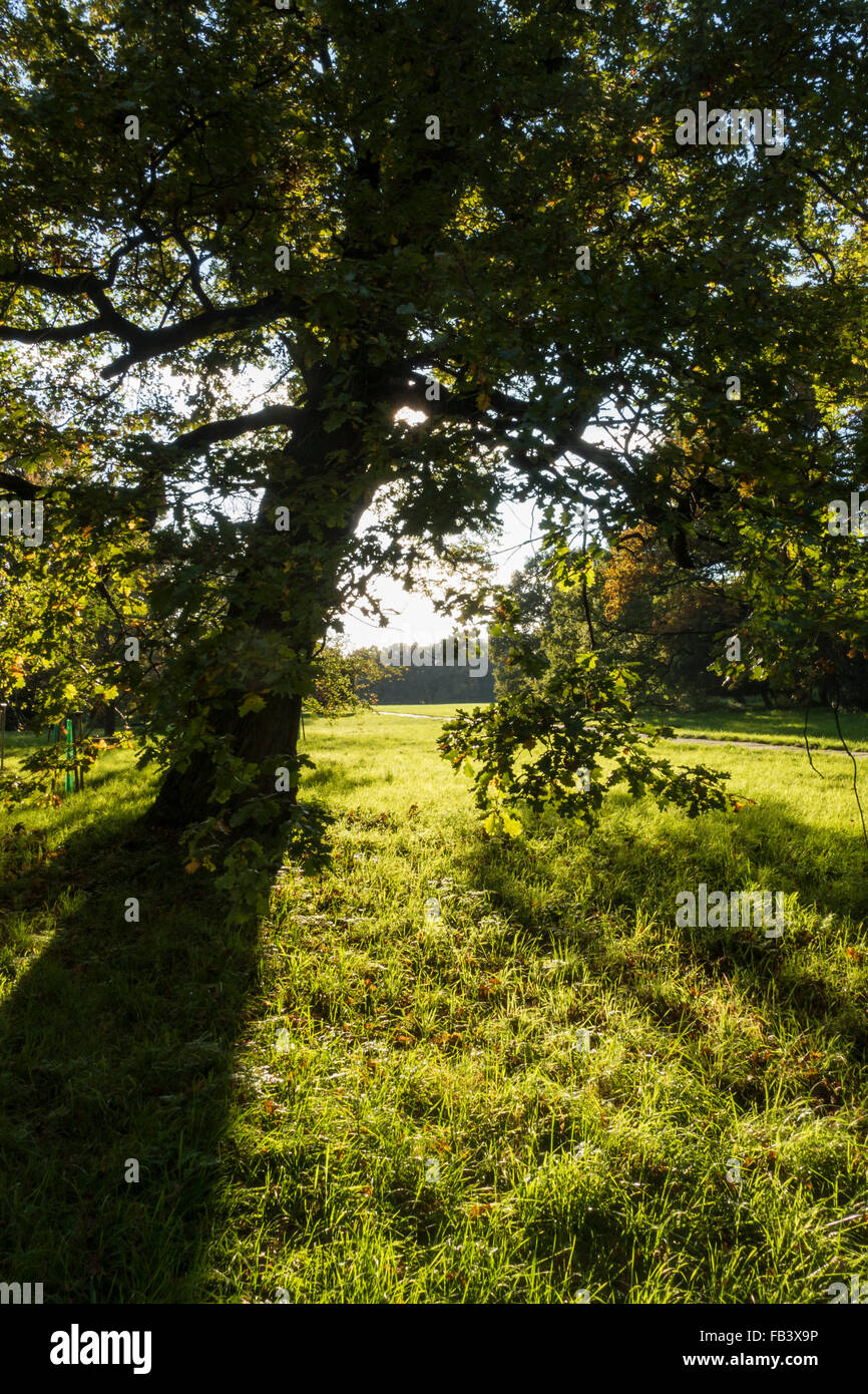 Oak Tree (Quercus sp.), UNESCO World Heritage Site, Landscape Garden of Lednice Castle, Lednice, South Moravia, Czech Republic, Stock Photo