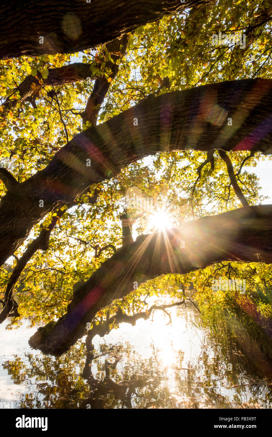 Oak Tree (Quercus sp.), UNESCO World Heritage Site, Landscape Garden of Lednice Castle, Lednice, South Moravia, Czech Republic, Stock Photo