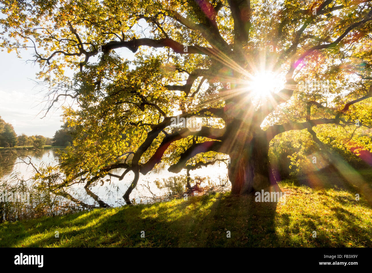 Oak Tree (Quercus sp.), UNESCO World Heritage Site, Landscape Garden of Lednice Castle, Lednice, South Moravia, Czech Republic, Stock Photo