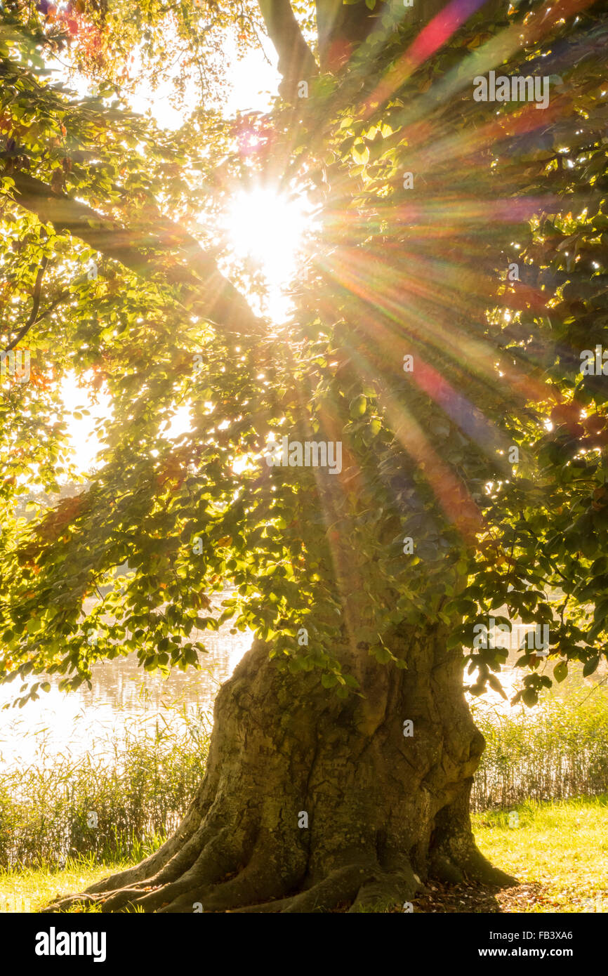 Old Copper Beech Tree (Fagus sylvatica), UNESCO World Heritage Site, Landscape Garden of Lednice Castle, Lednice, South Moravia, Stock Photo