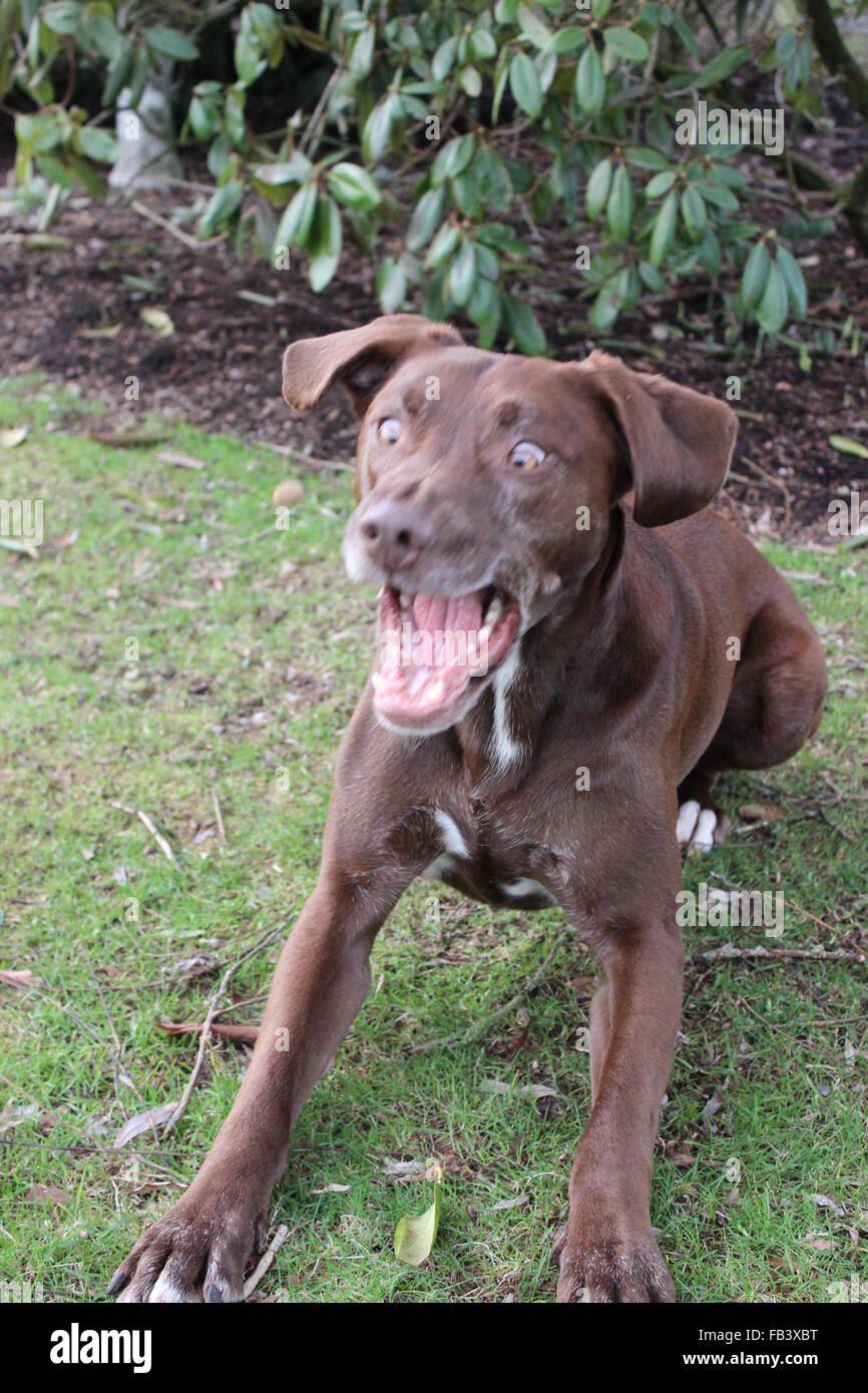 Chocolate Lab Pitbull Mix Bogey Chocolate Labrador Retriever Mix Male