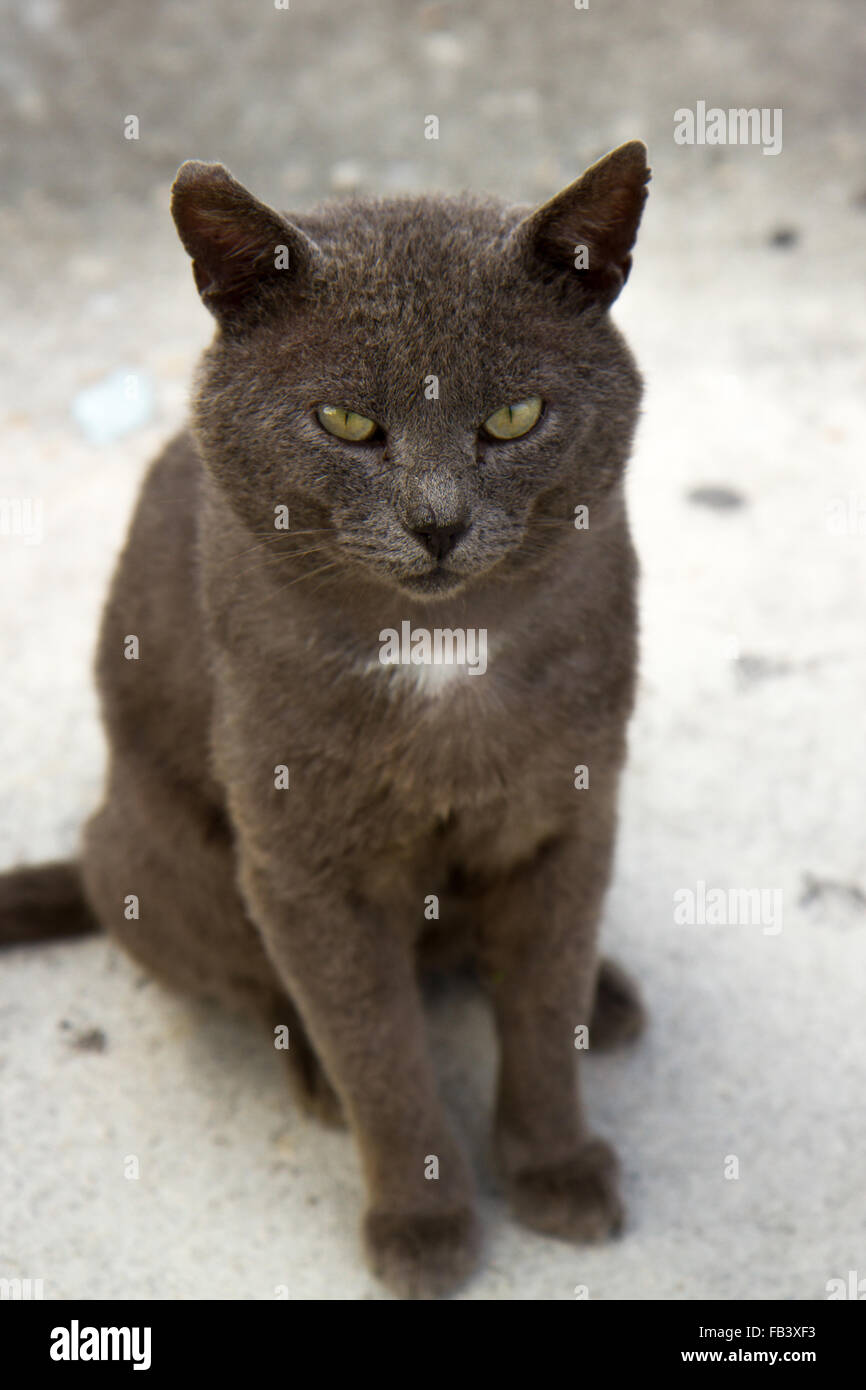 grey cat with yellow / green eyes and white chest patch sitting down on concrete floor Stock Photo